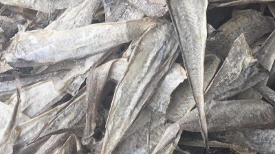 鱼皮胶原蛋白寡肽如何酶解制取及应用领域都有哪些？